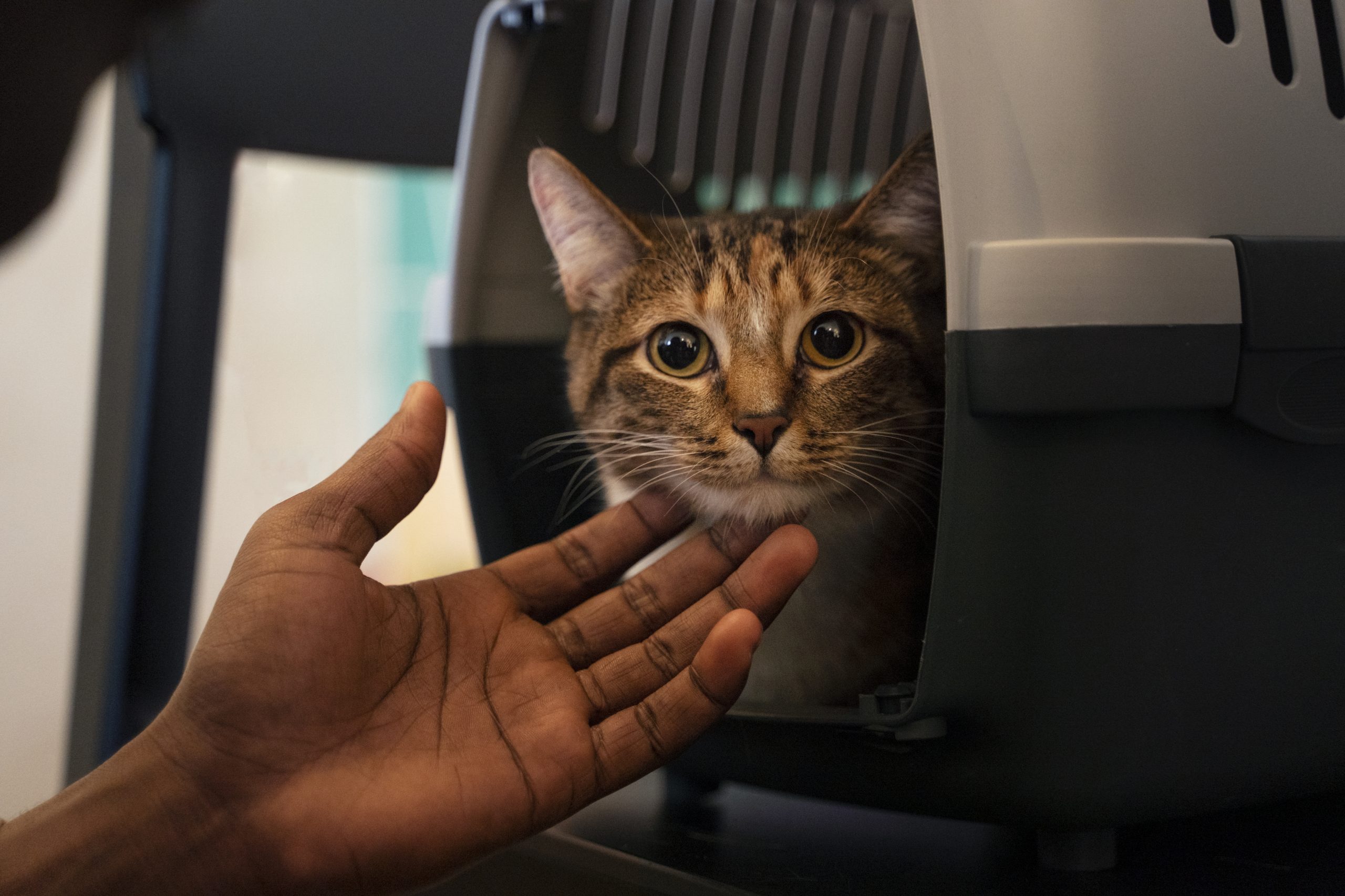 hombre-su-adorable-gato-mascota