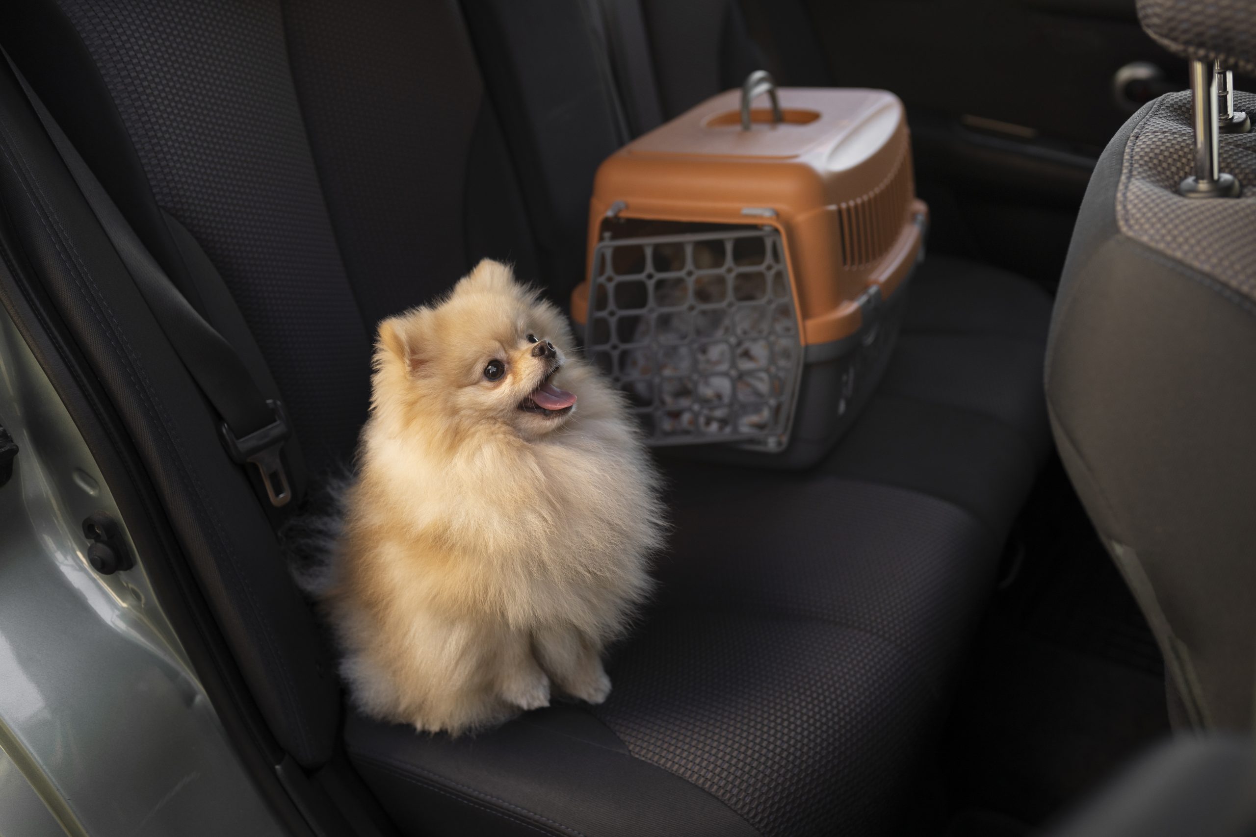 lindo-perro-portador-coche